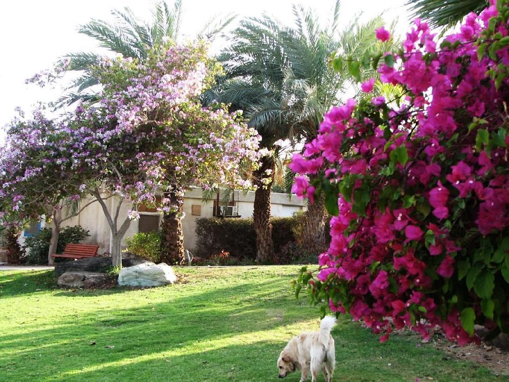 Eilot Kibbutz Country Lodging エイラート エクステリア 写真